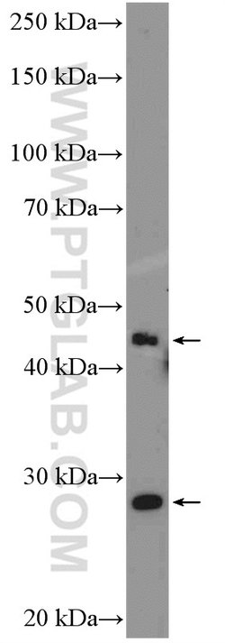 ICOS Rabbit anti-Human, Polyclonal, Proteintech 150 &mu;L; Unconjugated:Antibodies,