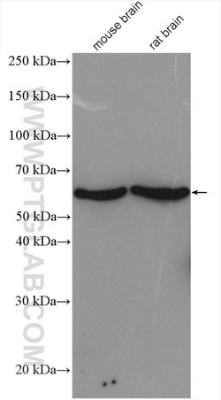PPP3CB Rabbit anti-Human, Mouse, Rat, Polyclonal, Proteintech:Antibodies:Primary