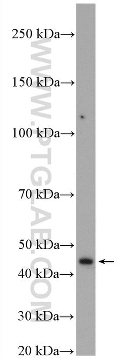 TBRG1 Rabbit anti-Human, Polyclonal, Proteintech:Antibodies:Primary Antibodies