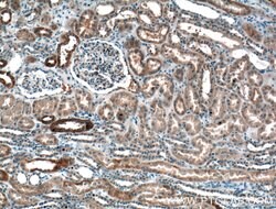 GNA14 Rabbit anti-Human, Mouse, Polyclonal, Proteintech:Antibodies:Primary