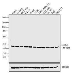 Invitrogen MEK1 Monoclonal Antibody (3D9) 100 &mu;g; Unconjugated:Antibodies,