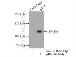 p107 Rabbit anti-Human, Mouse, Rat, Polyclonal, Proteintech:Antibodies:Primary