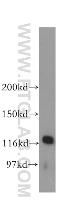 p107 Rabbit anti-Human, Mouse, Rat, Polyclonal, Proteintech:Antibodies:Primary