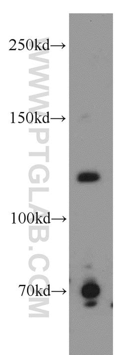 p107 Rabbit anti-Human, Mouse, Rat, Polyclonal, Proteintech:Antibodies:Primary