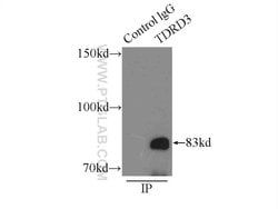 TDRD3 Rabbit anti-Human, Mouse, Rat, Polyclonal, Proteintech:Antibodies:Primary