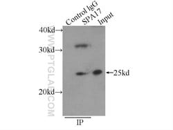 SPA17 Rabbit anti-Human, Mouse, Rat, Polyclonal, Proteintech 150 &mu;L;