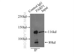 PARP1 Rabbit anti-Human, Mouse, Rat, Polyclonal, Proteintech:Antibodies:Primary