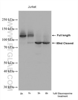PARP1 Rabbit anti-Human, Mouse, Rat, Polyclonal, Proteintech:Antibodies:Primary