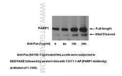 PARP1 Rabbit anti-Human, Mouse, Rat, Polyclonal, Proteintech:Antibodies:Primary