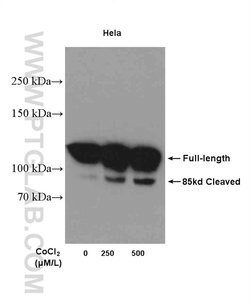 PARP1 Rabbit anti-Human, Mouse, Rat, Polyclonal, Proteintech:Antibodies:Primary