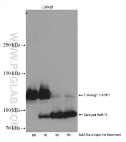 PARP1 Rabbit anti-Human, Mouse, Rat, Polyclonal, Proteintech:Antibodies:Primary
