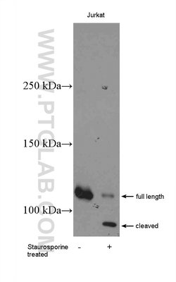 PARP1 Rabbit anti-Human, Mouse, Rat, Polyclonal, Proteintech:Antibodies:Primary