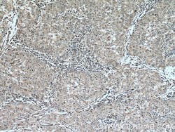 CDC20B Rabbit anti-Human, Polyclonal, Proteintech:Antibodies:Primary Antibodies