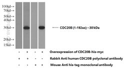 CDC20B Rabbit anti-Human, Polyclonal, Proteintech:Antibodies:Primary Antibodies