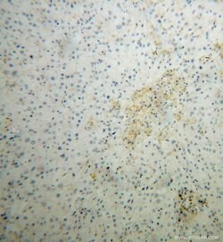 SIGLEC9 Rabbit anti-Human, Mouse, Polyclonal, Proteintech:Antibodies:Primary