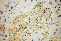 SIGLEC9 Rabbit anti-Human, Mouse, Polyclonal, Proteintech:Antibodies:Primary