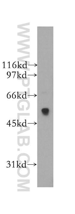 SIGLEC9 Rabbit anti-Human, Mouse, Polyclonal, Proteintech:Antibodies:Primary