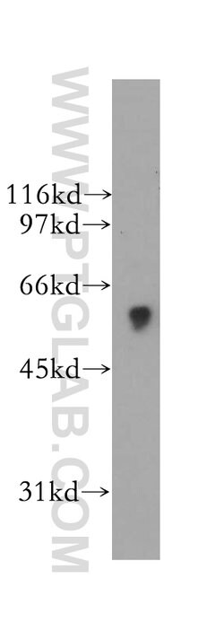 SIGLEC9 Rabbit anti-Human, Mouse, Polyclonal, Proteintech:Antibodies:Primary