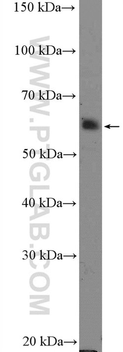 SIGLEC9 Rabbit anti-Human, Mouse, Polyclonal, Proteintech:Antibodies:Primary