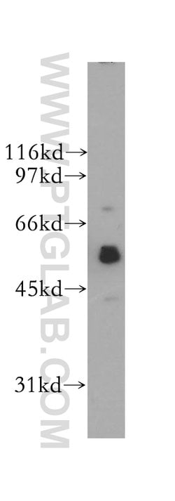 SIGLEC9 Rabbit anti-Human, Mouse, Polyclonal, Proteintech:Antibodies:Primary