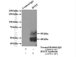 IFIT5 Rabbit anti-Human, Polyclonal, Proteintech:Antibodies:Primary Antibodies