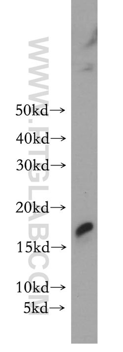 GLRX2 Rabbit anti-Human, Mouse, Rat, Polyclonal, Proteintech:Antibodies:Primary