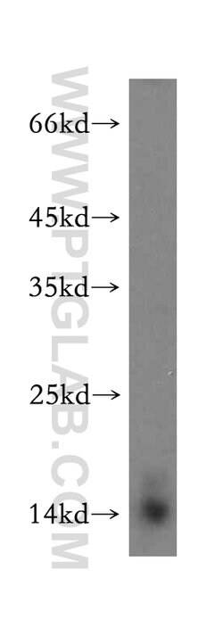 GLRX2 Rabbit anti-Human, Mouse, Rat, Polyclonal, Proteintech:Antibodies:Primary
