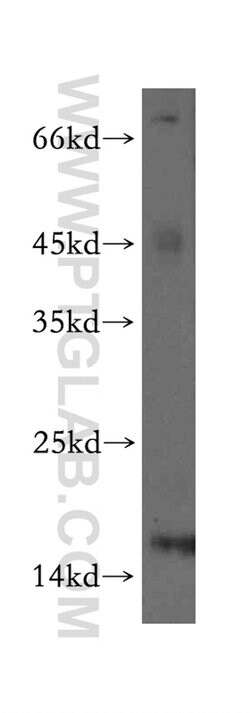 GLRX2 Rabbit anti-Human, Mouse, Rat, Polyclonal, Proteintech:Antibodies:Primary