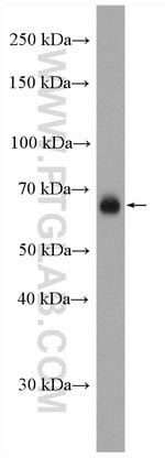 Thumbnail_CD86 Rabbit anti-Human, Polyclonal, Proteintech:Anticuerpos:Anticuerpos