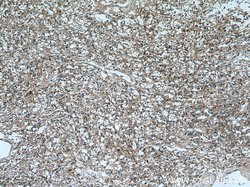 TRIM38 Rabbit anti-Human, Polyclonal, Proteintech 150 &mu;L; Unconjugated:Antibodies,