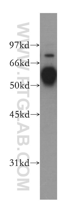 TRIM38 Rabbit anti-Human, Polyclonal, Proteintech 150 &mu;L; Unconjugated:Antibodies,