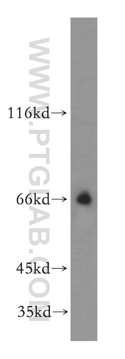 SLC19A3 Rabbit anti-Human, Mouse, Rat, Polyclonal, Proteintech:Antibodies:Primary