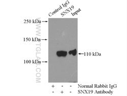 SNX19 Rabbit anti-Human, Mouse, Rat, Polyclonal, Proteintech 150 &mu;L;