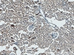 UGCGL2 Rabbit anti-Human, Polyclonal, Proteintech 150 &mu;L; Unconjugated:Antibodies,