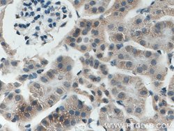 UGCGL2 Rabbit anti-Human, Polyclonal, Proteintech 150 &mu;L; Unconjugated:Antibodies,