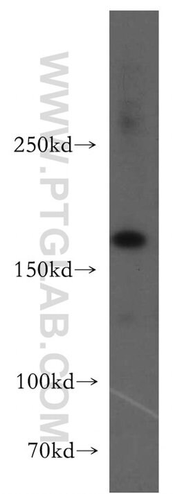 UGCGL2 Rabbit anti-Human, Polyclonal, Proteintech 150 &mu;L; Unconjugated:Antibodies,