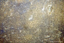 Caspase 8 Rabbit anti-Human, Mouse, Polyclonal, Proteintech 150 &mu;L;