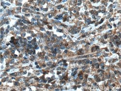 Caspase 8 Rabbit anti-Human, Mouse, Polyclonal, Proteintech 150 &mu;L;