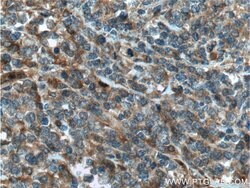 Caspase 8 Rabbit anti-Human, Mouse, Polyclonal, Proteintech 150 &mu;L;