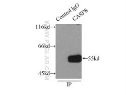 Caspase 8 Rabbit anti-Human, Mouse, Polyclonal, Proteintech 150 &mu;L;