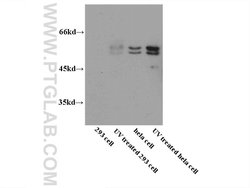 Caspase 8 Rabbit anti-Human, Mouse, Polyclonal, Proteintech 150 &mu;L;