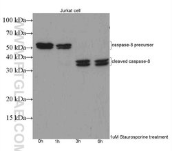 Caspase 8 Rabbit anti-Human, Mouse, Polyclonal, Proteintech 150 &mu;L;