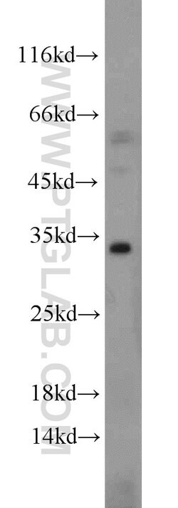 Caspase 8 Rabbit anti-Human, Mouse, Polyclonal, Proteintech 150 &mu;L;