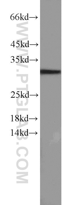Caspase 8 Rabbit anti-Human, Mouse, Polyclonal, Proteintech 150 &mu;L;