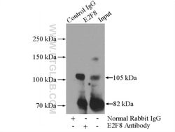 E2F8 Rabbit anti-Human, Mouse, Rat, Polyclonal, Proteintech 150 &mu;L;