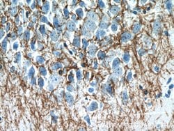 CNPase Rabbit anti-Human, Mouse, Rat, Polyclonal, Proteintech 150 &mu;L;