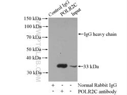 POLR2C Rabbit anti-Human, Mouse, Rat, Polyclonal, Proteintech:Antibodies:Primary
