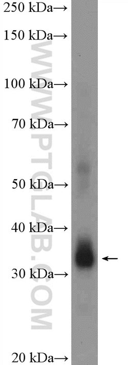 POLR2C Rabbit anti-Human, Mouse, Rat, Polyclonal, Proteintech:Antibodies:Primary