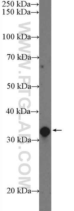 POLR2C Rabbit anti-Human, Mouse, Rat, Polyclonal, Proteintech:Antibodies:Primary