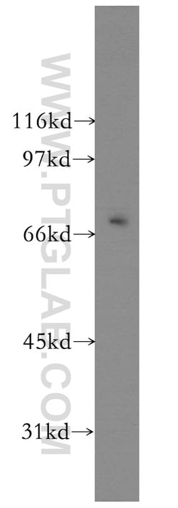 KCNS2 Rabbit anti-Human, Mouse, Rat, Polyclonal, Proteintech 150 &mu;L;